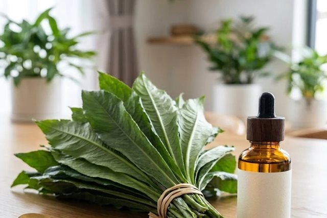 Lợi ích bất ngờ của lá xương sông nhờ tinh dầu đặc biệt